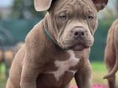 American Bully (poket) - nuotraukos Nr. 2