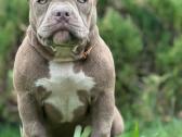 American Bully (poket) - nuotraukos Nr. 7