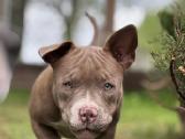 American Bully (poket) - nuotraukos Nr. 14