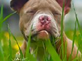 American Bully (poket) - nuotraukos Nr. 15