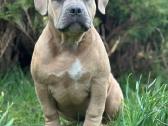American Bully (standart)
