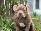American Bully (poket) - nuotraukos Nr. 4
