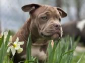 American Bully (poket) - nuotraukos Nr. 5