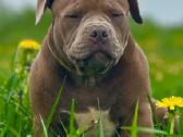 American Bully (poket) - nuotraukos Nr. 7