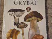 Grybai - nuotraukos Nr. 4