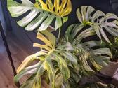 Monstera Borsigiana Aurea Tricolor karpiniai - nuotraukos Nr. 2