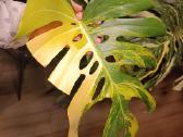 Monstera Borsigiana Aurea Tricolor karpiniai - nuotraukos Nr. 3
