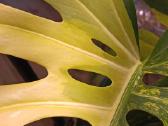 Monstera Borsigiana Aurea Tricolor karpiniai - nuotraukos Nr. 4