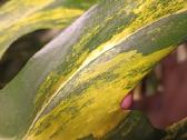 Monstera Borsigiana Aurea Tricolor karpiniai - nuotraukos Nr. 5