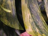 Monstera Borsigiana Aurea Tricolor karpiniai - nuotraukos Nr. 6