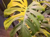 Monstera Borsigiana Aurea Tricolor karpiniai