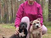 American Bully šuniukai