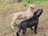 American Bully šuniukai - nuotraukos Nr. 2