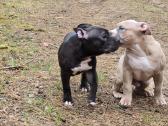 American Bully šuniukai - nuotraukos Nr. 3