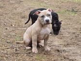 American Bully šuniukai - nuotraukos Nr. 4