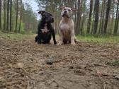 American Bully šuniukai - nuotraukos Nr. 5