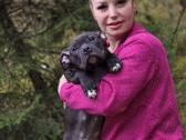 American Bully šuniukai - nuotraukos Nr. 6