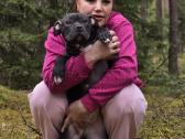 American Bully šuniukai - nuotraukos Nr. 7