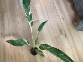 Musa Florida variegated - nuotraukos Nr. 12
