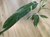 Musa Florida variegated - nuotraukos Nr. 2