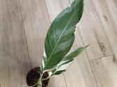 Musa Florida variegated - nuotraukos Nr. 3