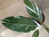 Musa Florida variegated - nuotraukos Nr. 4