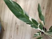 Musa Florida variegated - nuotraukos Nr. 5