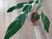 Musa Florida variegated