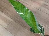 Musa Florida variegated - nuotraukos Nr. 7