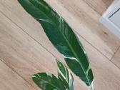 Musa Florida variegated - nuotraukos Nr. 6