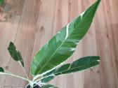 Musa Florida variegated - nuotraukos Nr. 8