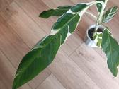 Musa Florida variegated - nuotraukos Nr. 9