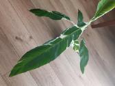 Musa Florida variegated - nuotraukos Nr. 10