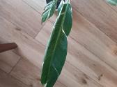 Musa Florida variegated - nuotraukos Nr. 11