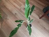 Musa Florida variegated - nuotraukos Nr. 13