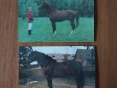Atvirukų rinkinys 1986 m. - Lietuvos žirgai - nuotraukos Nr. 10