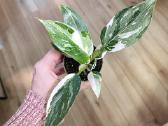 Philodendron White Princess - nuotraukos Nr. 2