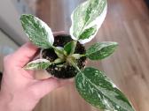 Philodendron White Princess