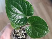 Piper Sarmentosum Lolot