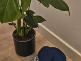 "Adidas" Toronto Maple Leaves cap - nuotraukos Nr. 4