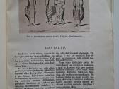 Sodžiaus menas 7-8. Lietuvių moterų tautiniai - nuotraukos Nr. 5