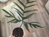 Philodendron Polypodioides
