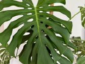 Didelė Monstera - nuotraukos Nr. 2