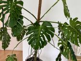Didelė Monstera - nuotraukos Nr. 3