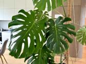 Didelė Monstera
