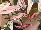 Ficus Sagittata pink variegated