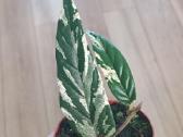 Ficus Sagittata pink variegated - nuotraukos Nr. 2
