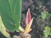 Ficus Sagittata pink variegated - nuotraukos Nr. 3
