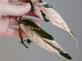 Ficus Sagittata pink variegated - nuotraukos Nr. 4