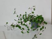 Muehlenbeckia Complexa